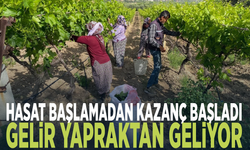 Hasat başlamadan kazanç başladı... Gelir yapraktan geliyor