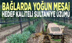 Bağlarda yoğun mesai... Hedef kaliteli Sultaniye üzümü