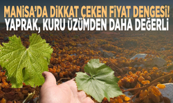Manisa’da dikkat çeken fiyat dengesi! Yaprak, kuru üzümden daha değerli