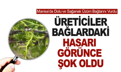 Manisalı üretici bağlarda oluşan zararı gözler önüne serdi