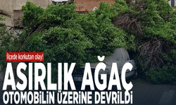 İlçede korkutan olay! Asırlık ağaç otomobilin üzerine devrildi