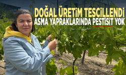 Doğal üretim tescillendi... Asma yapraklarında pestisit yok