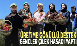 Üretime gönüllü destek... Gençler çilek hasadı yaptı