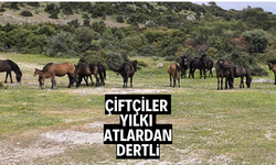 Çiftçiler başıboş yılkı atlarından dertli