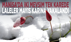 Manisa’da iki mevsim tek karede... Laleler Mayıs karına yakalandı