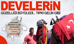 Tonluk develer kurban pazarında görücüye çıktı