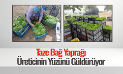 Yeşil altın bağcıya erken kazanç sağlıyor
