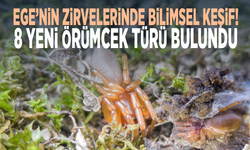 Ege’nin zirvelerinde bilimsel keşif! 8 yeni örümcek türü bulundu
