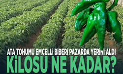 Ata tohumu Emcelli biberi pazarda yerini aldı… Kilosu ne kadar?