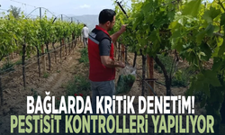 Bağlarda kritik denetim! Pestisit kontrolleri yapılıyor