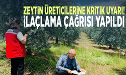 Zeytin üreticilerine kritik uyarı! İlaçlama çağrısı yapıldı