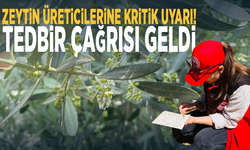 Zeytin üreticilerine kritik uyarı! Tedbir çağrısı geldi