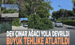 Dev çınar ağacı yola devrildi, büyük tehlike atlatıldı