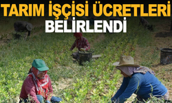 Tarım İşçisi Ücretleri Belirlendi