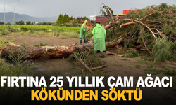 Fırtınada devrilen çam ağacı yolu trafiğe kapattı