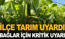 İlçe tarım uyardı: Bağlarda Mildiyö ve Külleme Alarmı!