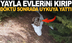Yayla evlerini kırdı döktü; ormanda dinlenirken drone kamerasına yakalandı