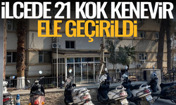 Alaşehir'de 21 kök kenevir ele geçirildi