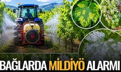 Bağlarda Mildiyö alarmı: Tarih verildi