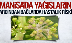 Bağlarda Mildiyö alarmı