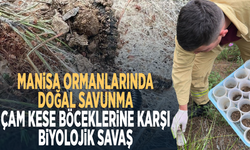 Manisa ormanlarında doğal savunma... Çam kese böceklerine karşı biyolojik savaş