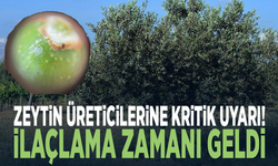 Zeytin üreticilerine kritik uyarı! İlaçlama zamanı geldi