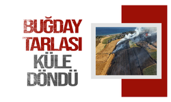 Buğday tarlalarına sıçrayan yangında 300 dönüm alan kül oldu