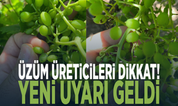 Üzüm üreticileri dikkat! Yeni uyarı geldi