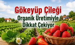 Gökeyüp Çileği Organik Üretimiyle Dikkat Çekiyor