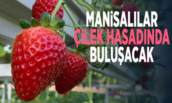 Manisalılar çilek hasadında buluşacak