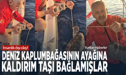 İnsanlık dışı olay! Deniz kaplumbağasının ayağına kaldırım taşı bağlamışlar