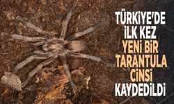 Türkiye'de ilk kez yeni bir tarantula cinsi kaydedildi