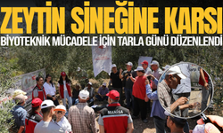 Zeytin Sineğine Karşı Biyoteknik Mücadele İçin Tarla Günü Düzenlendi