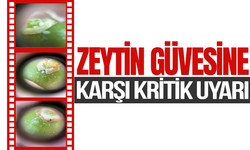 Zeytin güvesine karşı kritik uyarı: İlaçlama tarihleri açıklandı