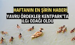 Yavru ördekler vatandaşların ilgi odağı oldu