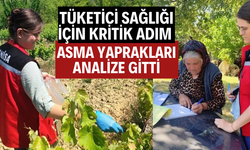 Tüketici Sağlığı İçin Kritik Adım: Asma Yaprakları Analize Gitti