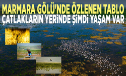 Marmara Gölü'nde özlenen tablo... Çatlakların yerinde şimdi yaşam var
