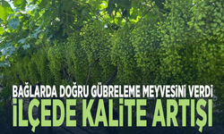 Bağlarda doğru gübreleme meyvesini verdi: İlçede kalite artışı