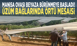 Manisa Ovası beyaza bürünmeye başladı! Üzüm bağlarında örtü mesaisi
