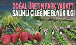 Doğal üretim fark yarattı.. Salihli çileğine büyük ilgi
