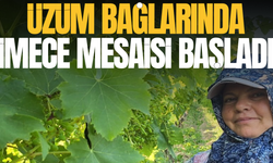 Manisa'da üzüm bağlarında imece mesaisi başladı