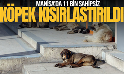 Manisa’da 11 bin sahipsiz hayvan kısırlaştırıldı