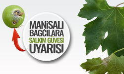 Manisalı bağcılara salkım güvesi uyarısı