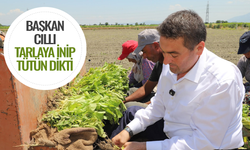 Başkan Cıllı traktörün direksiyonuna geçti, tütün dikti