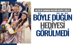 Takı merasiminde altın yerine dişi buzağı hediye edildi