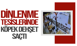 Tekmelere aldırmayan köpek kadının kolunu kopardı
