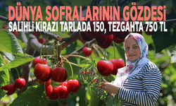 Dünya sofralarının gözdesi... Salihli kirazı tarlada 150, tezgahta 750 TL
