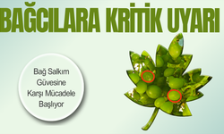 Külleme ve Mildiyöye Karşı Mücadelede Kritik Dönem