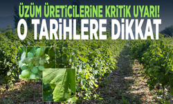 Üzüm üreticilerine kritik uyarı! O tarihlere dikkat