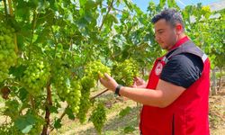 Erkenci üzümde hasat kapıda! Üreticiye kritik uyarı